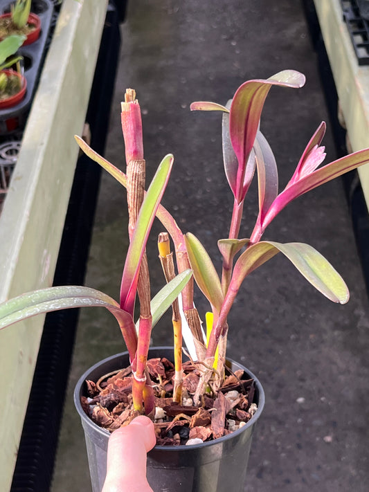 Epidendrum summerhayesii