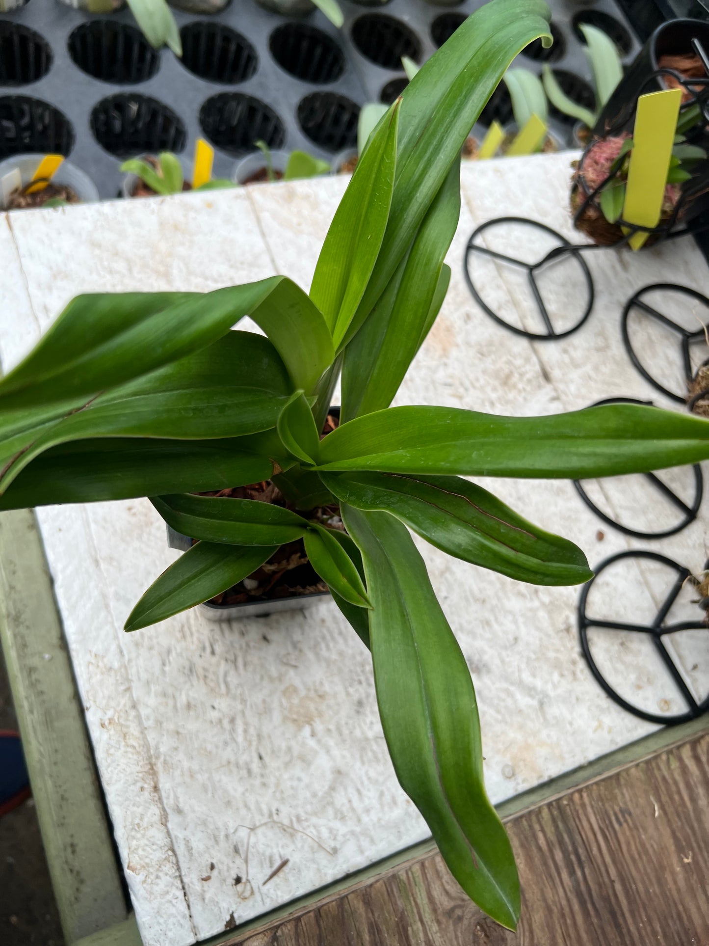 Phragmipedium Ainsworthii