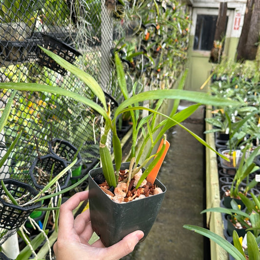 Prosthechea livida