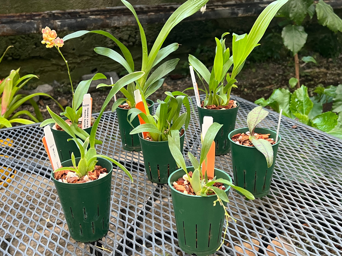 Oncidium Seedling Combo Pack