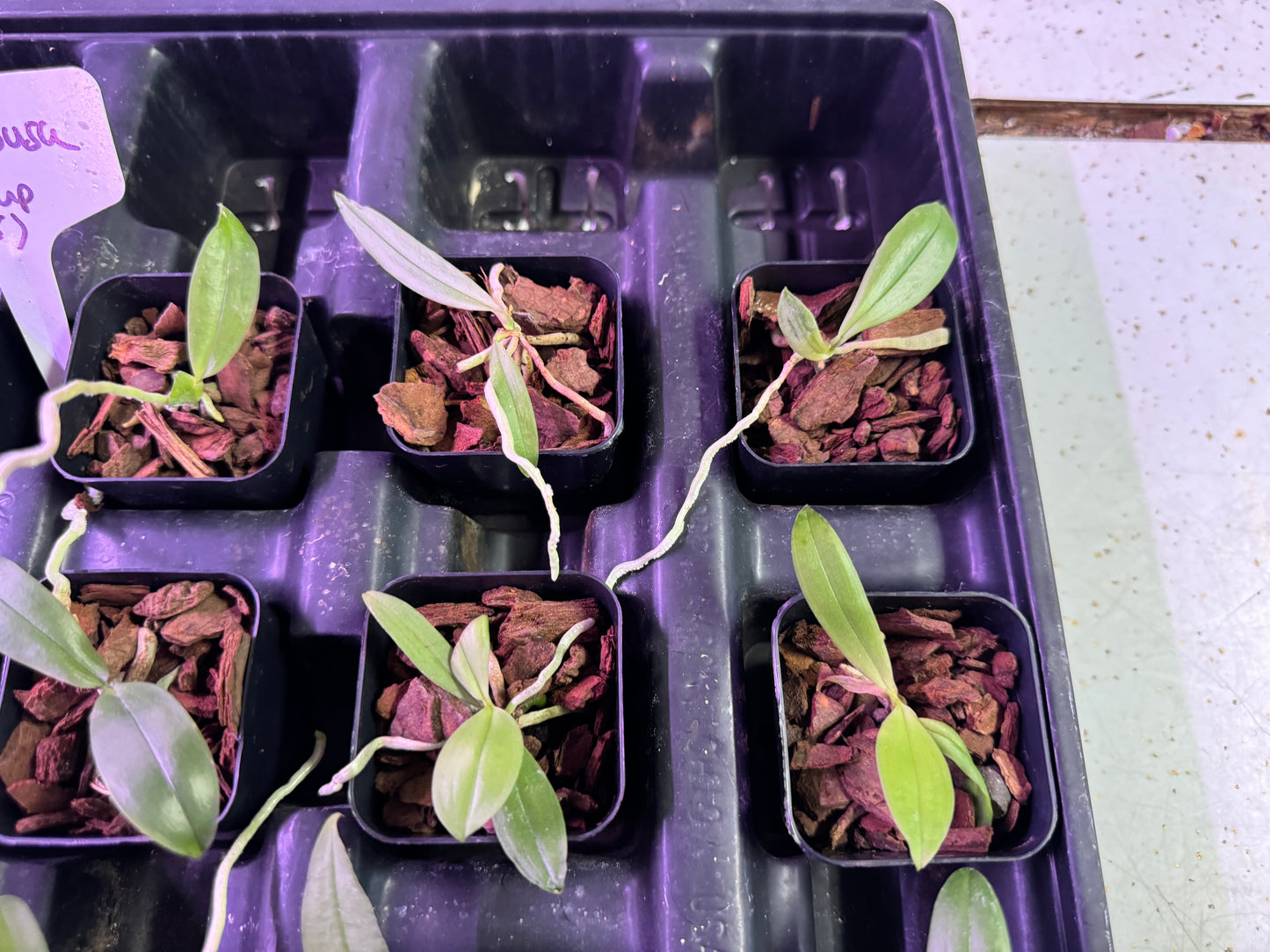 12-Pack Phalaenopsis deliciosa (Group C)