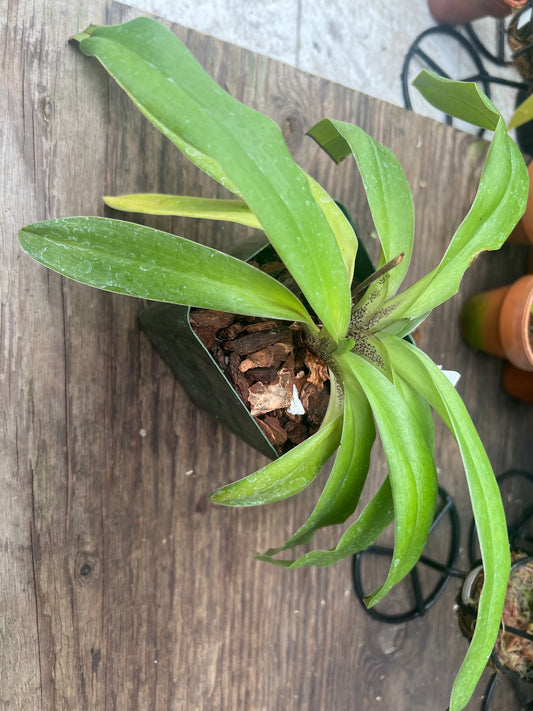 Paphiopedilum Charlie Brown