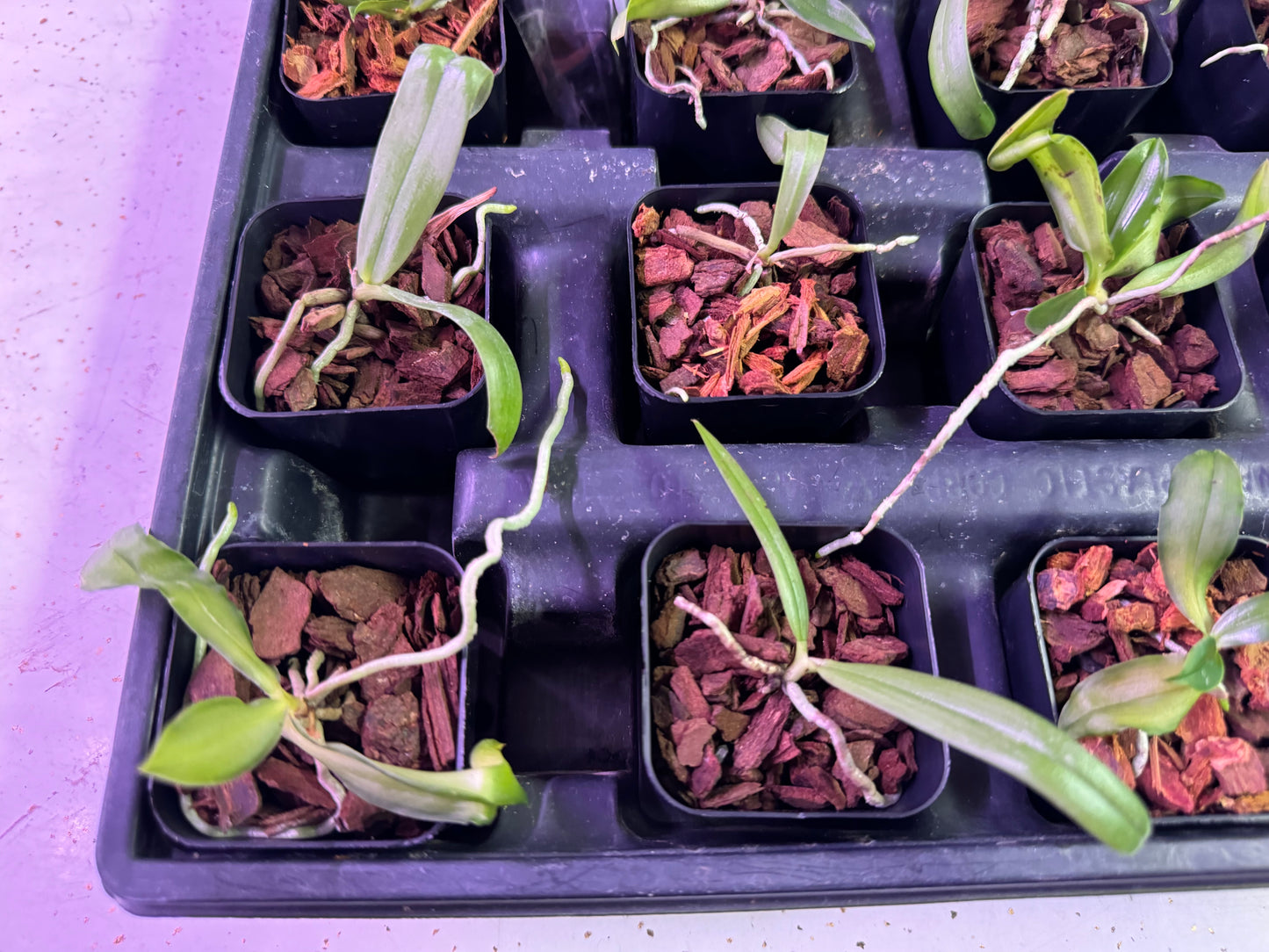 12-Pack Phalaenopsis mariae (Group B)