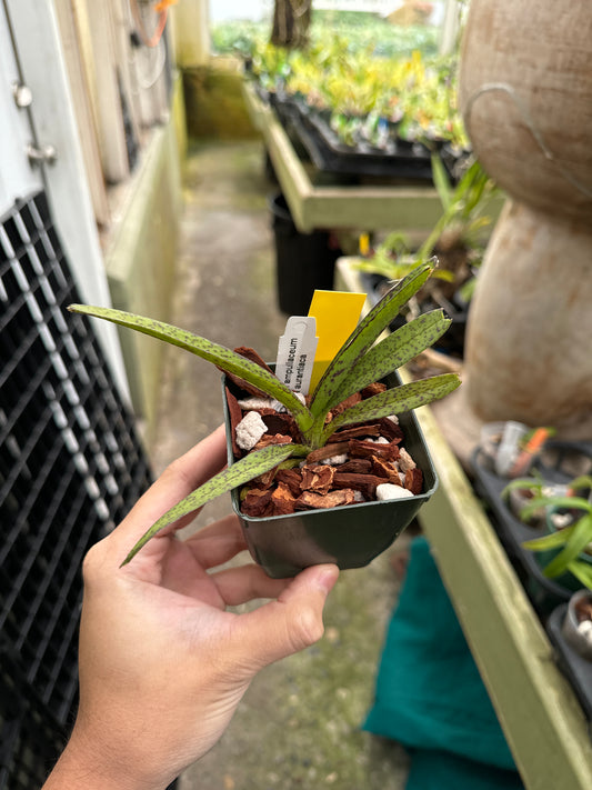 Ascocentrum ampullaceum fma. aurantiaca