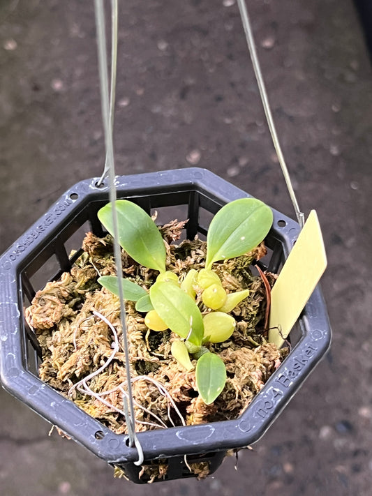 Bulbophyllum austroyunnaense