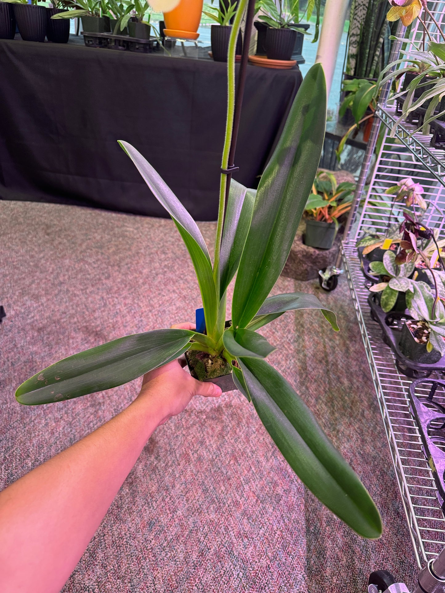 Paphiopedilum Toni Stemple x lowii alba