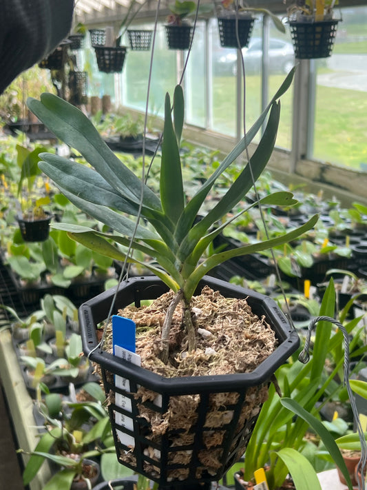 Angarecum sesquipedale