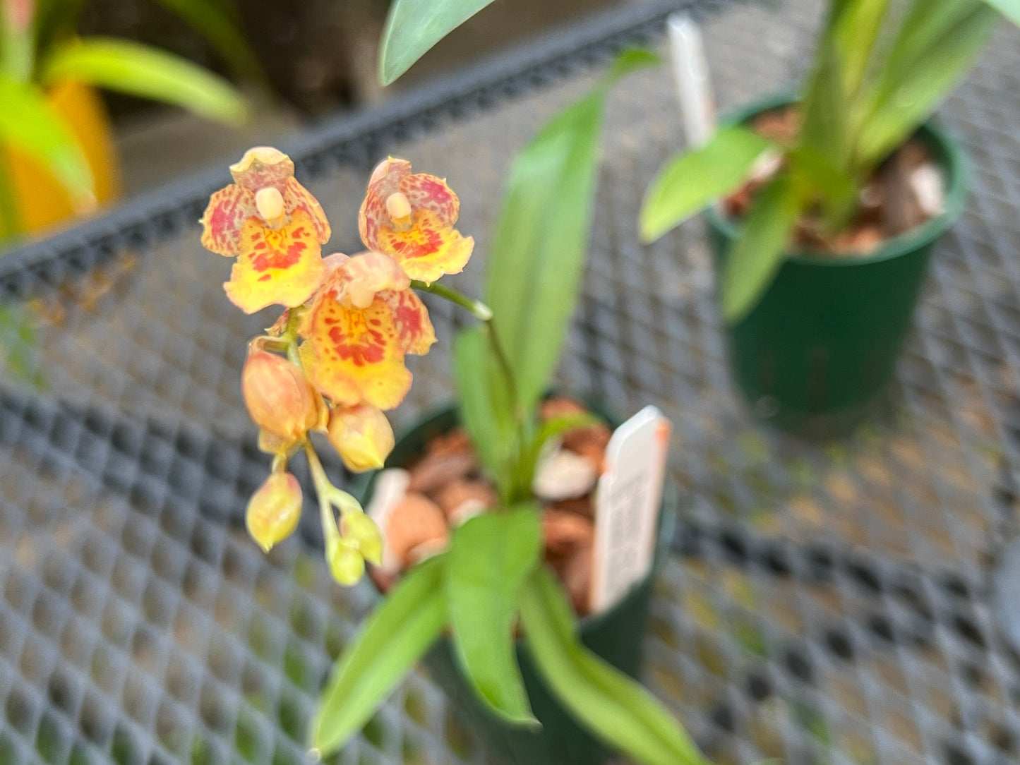 Oncidium Seedling Combo Pack