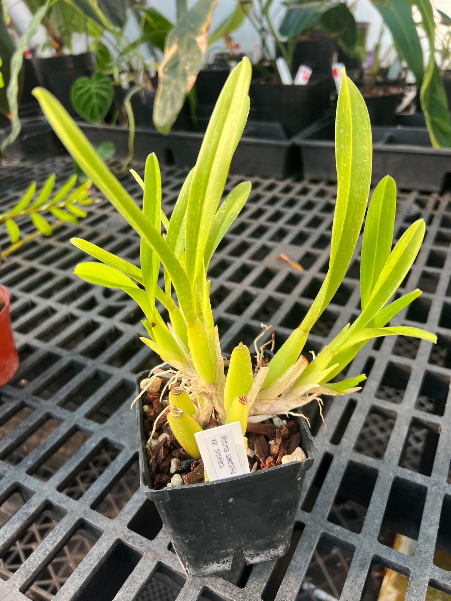 Miltonia moreliana (spectabilis)