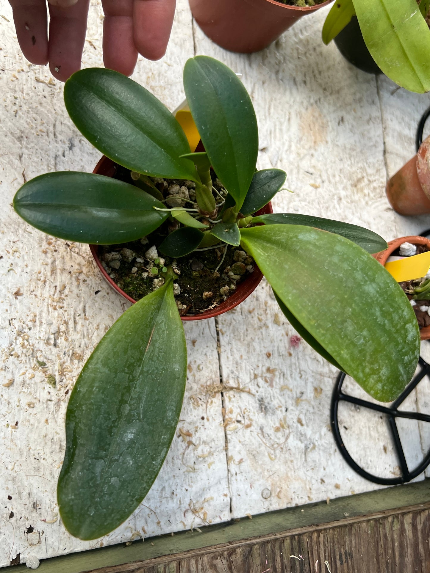 Bulbophyllum arfakianum