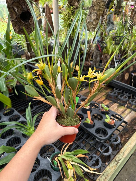 Maxillaria tenuifolia yellow ‘Yamada Gold’