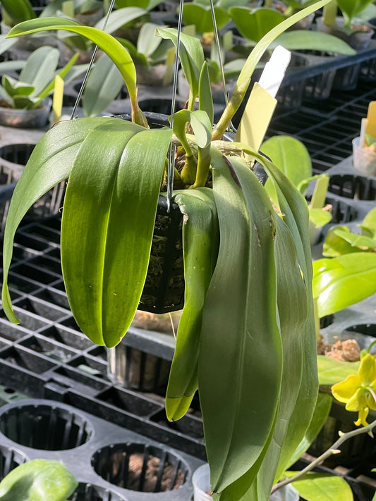 Bulbophyllum lobbii