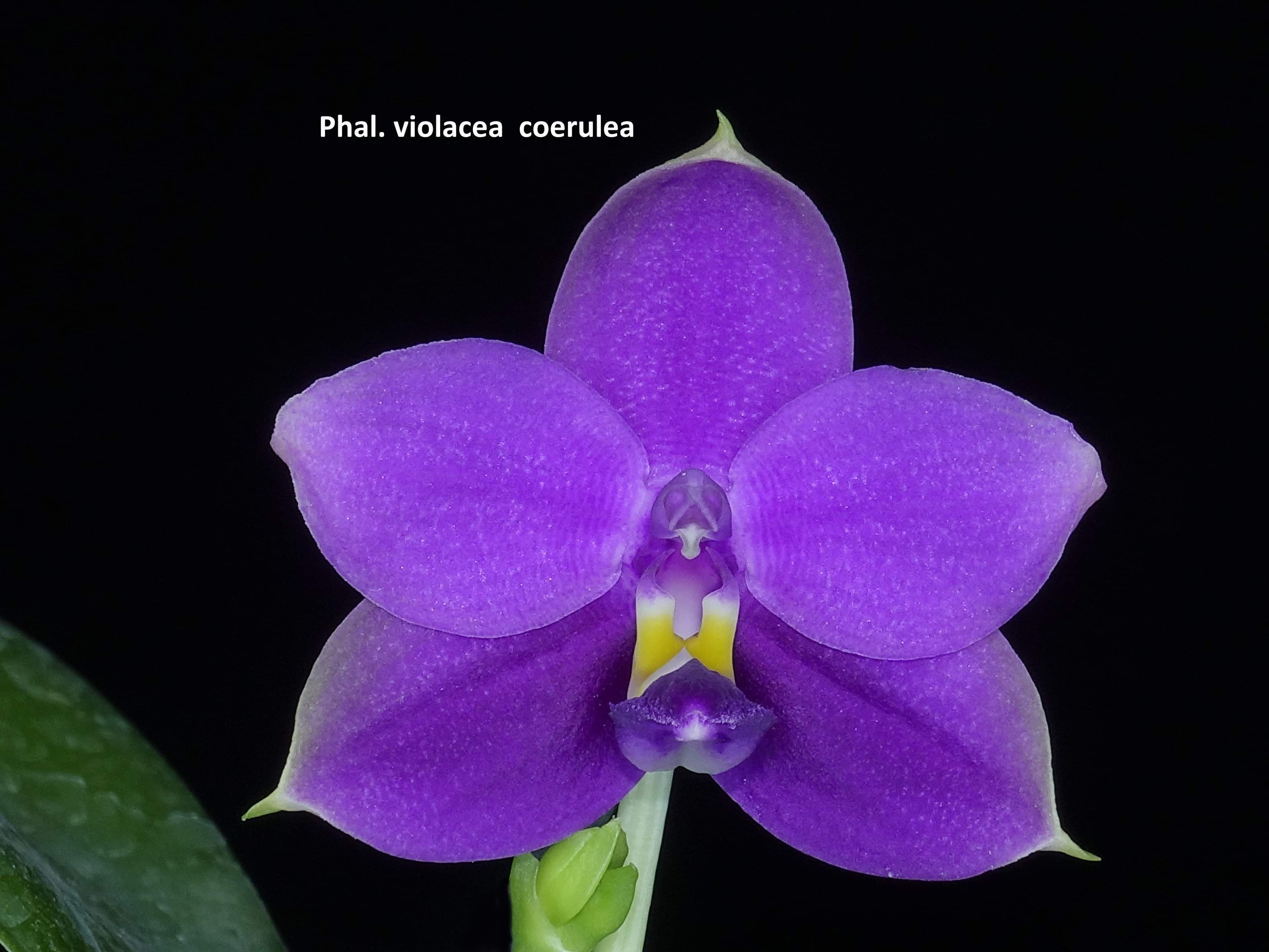 Phalaenopsis – Emerald City Orchids