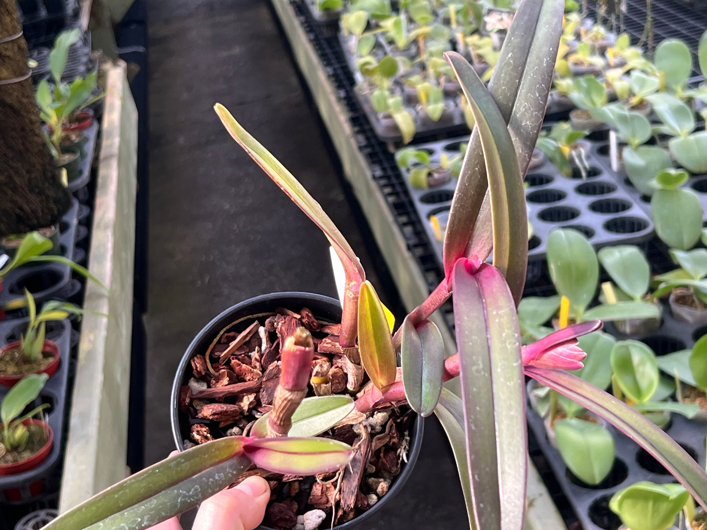Epidendrum summerhayesii