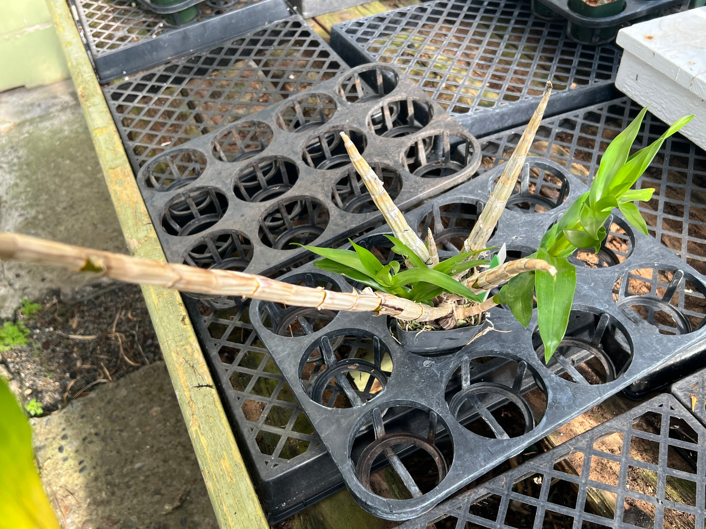 Dendrobium smillieae