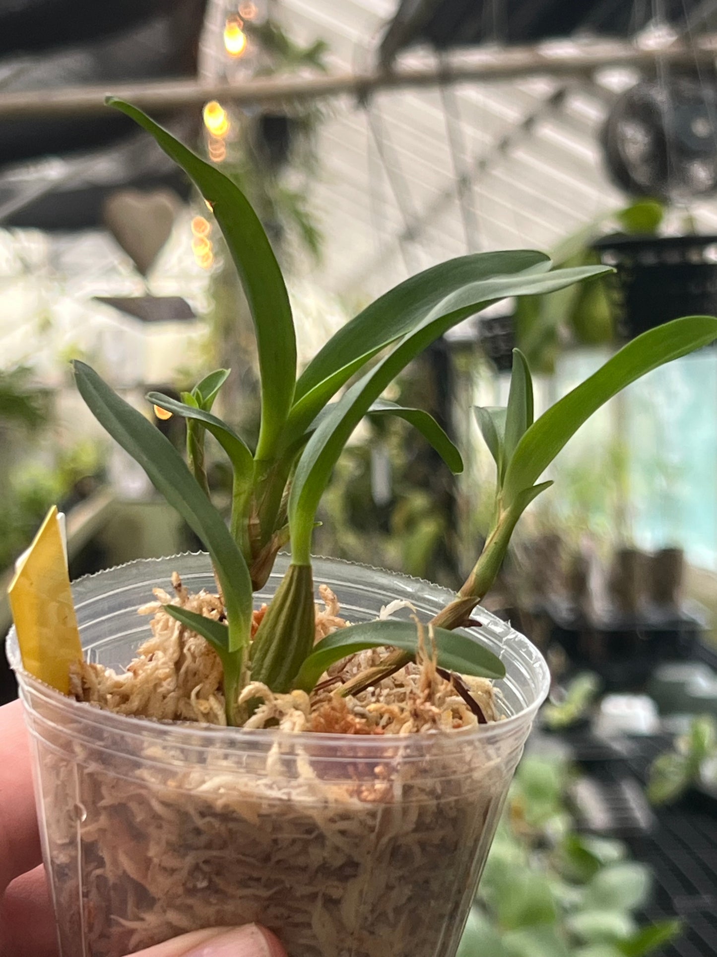 Maxillaria Sophronitis