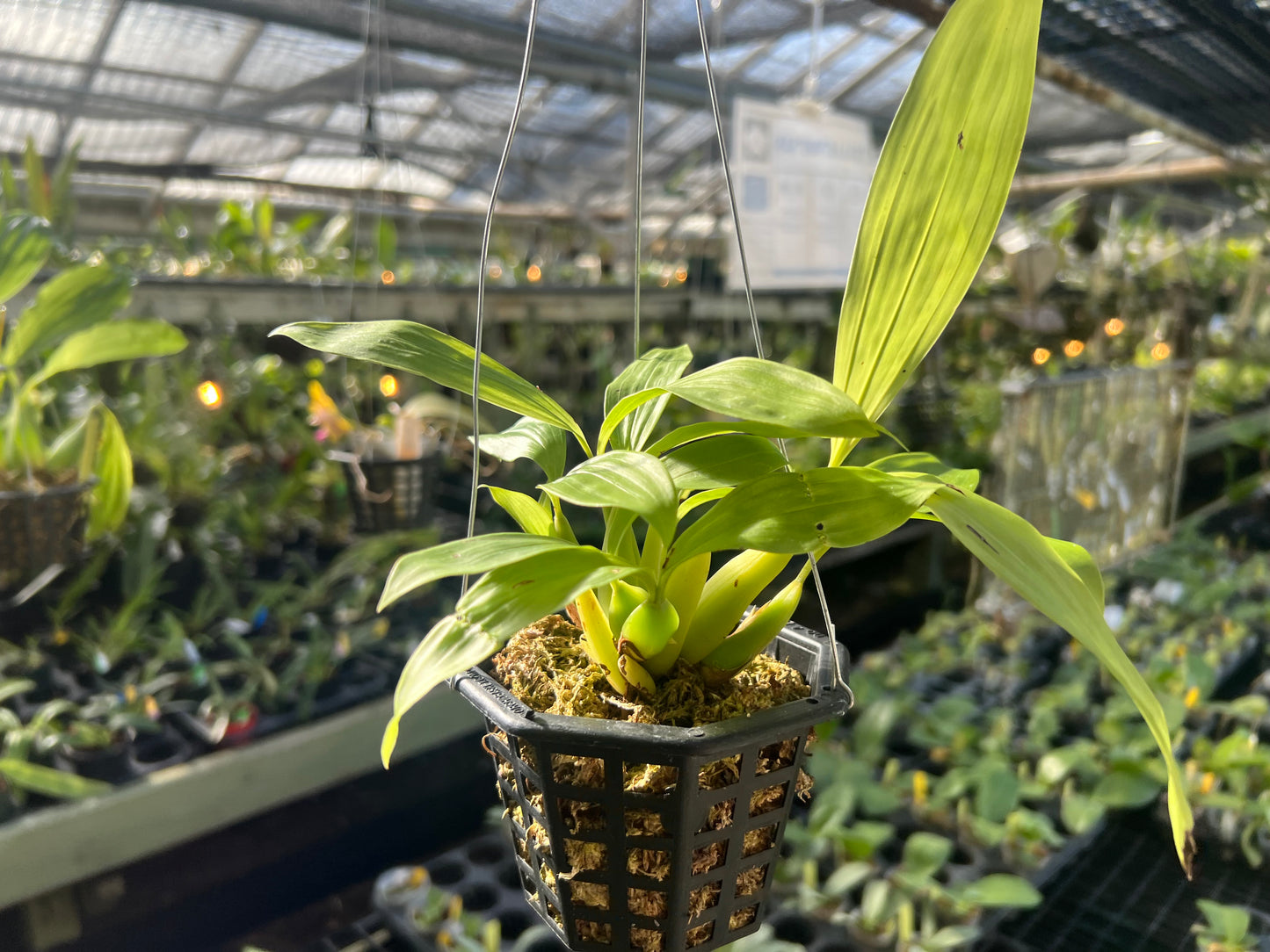 Coelogyne swaniana