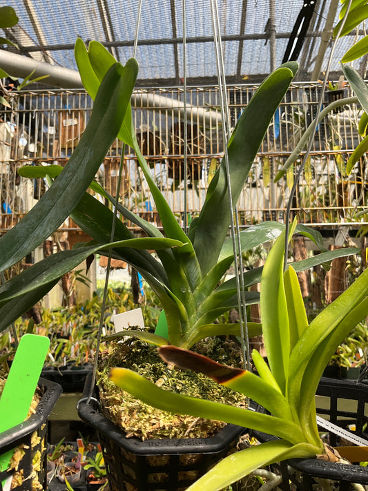 Angraecum Sesquipedale (4” Basket)