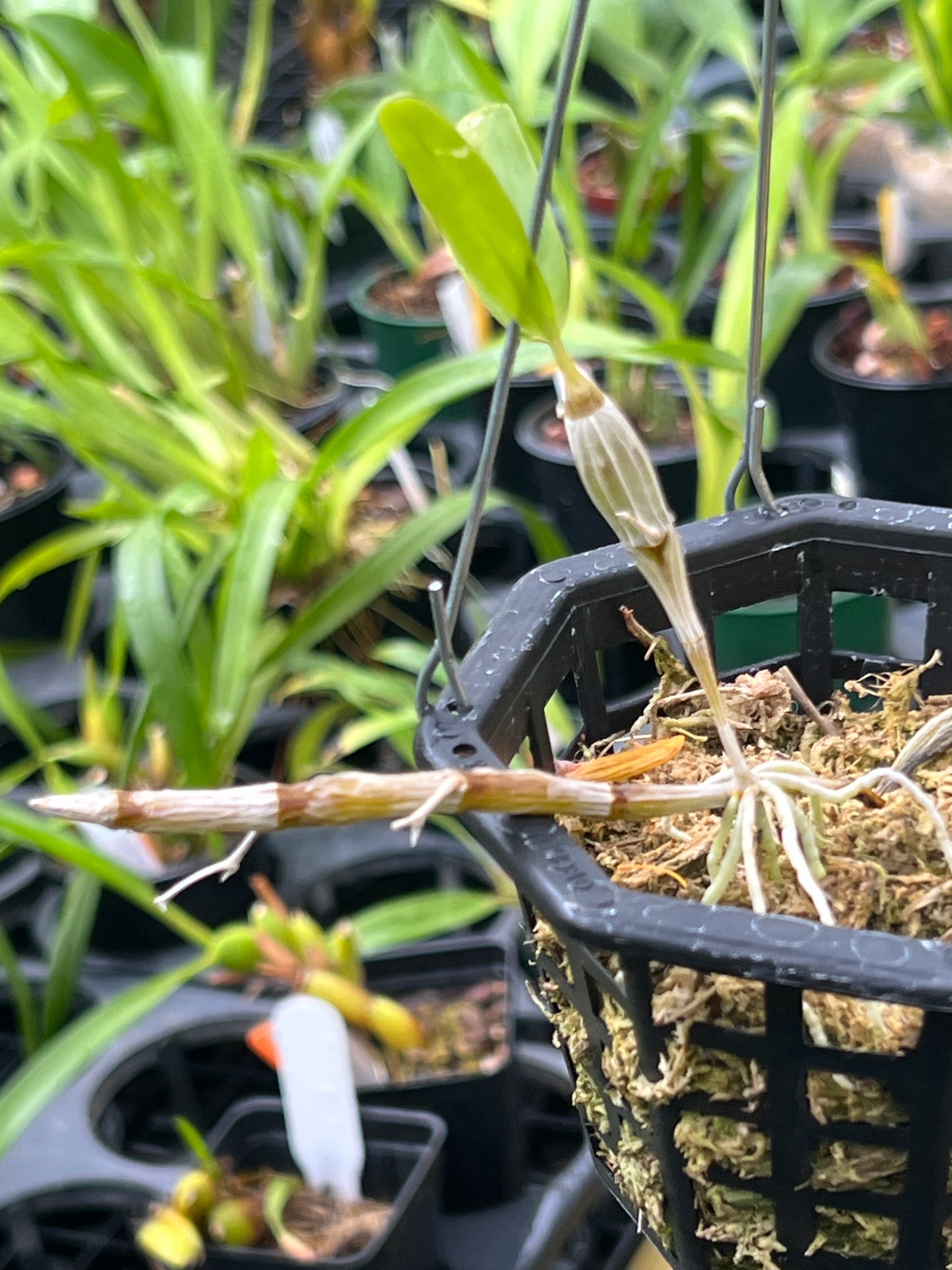 Dendrobium unicum
