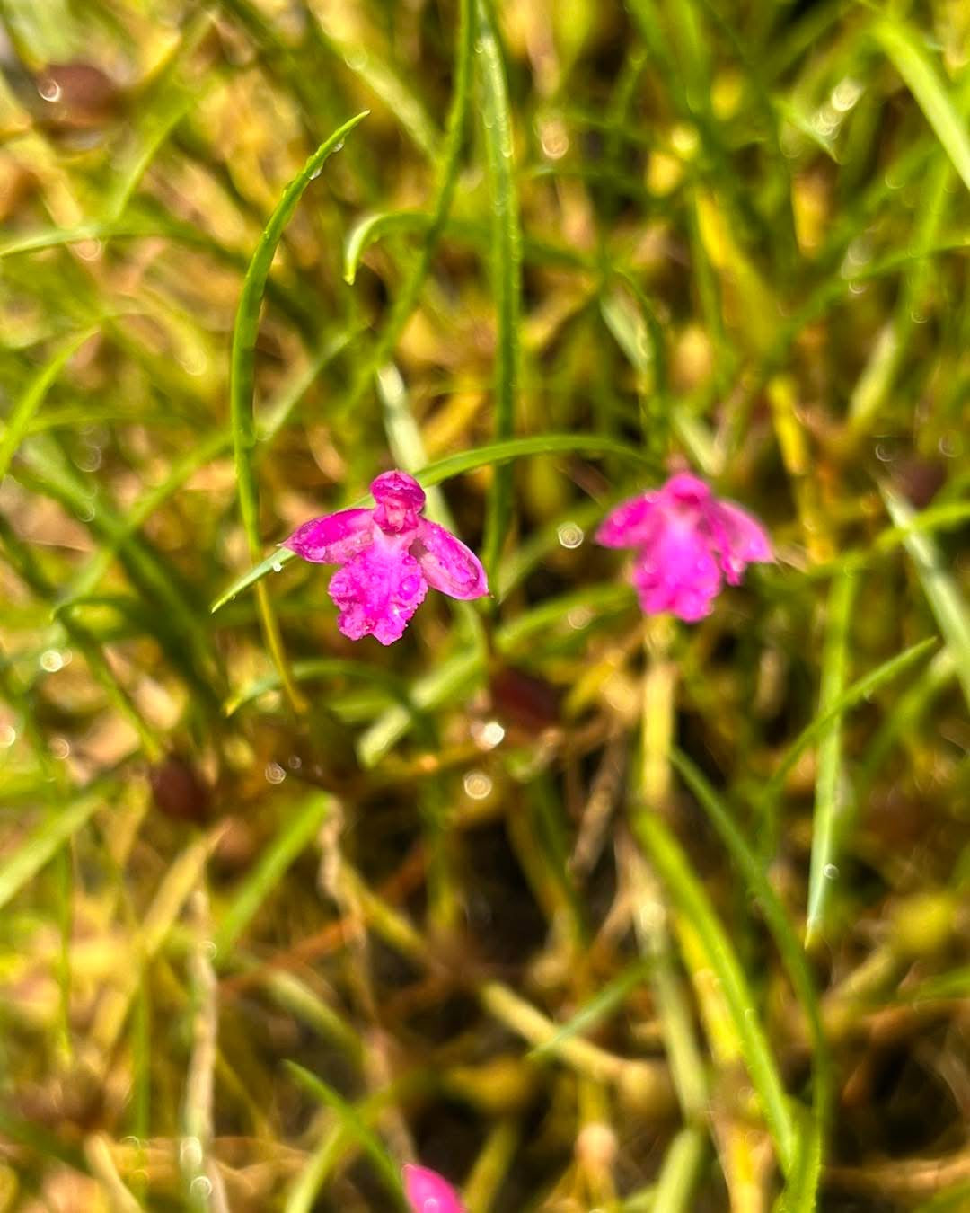 Neolauchea ( Isabella ) pulchella