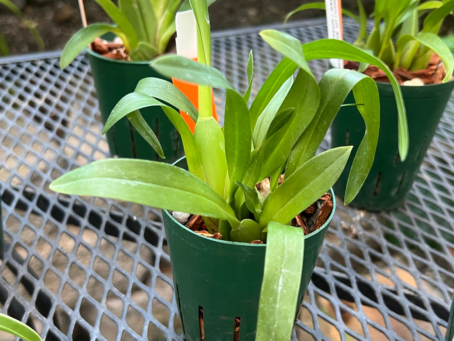 Oncidium Seedling Combo Pack