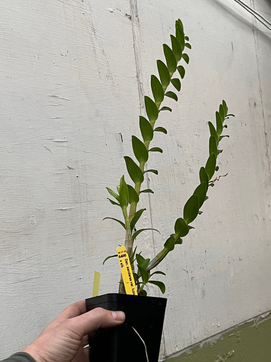 Dendrobium sanderae