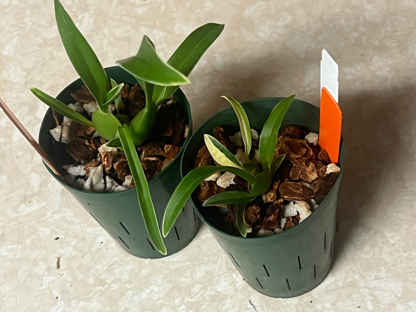 Miltassia Shelob 'Okika'