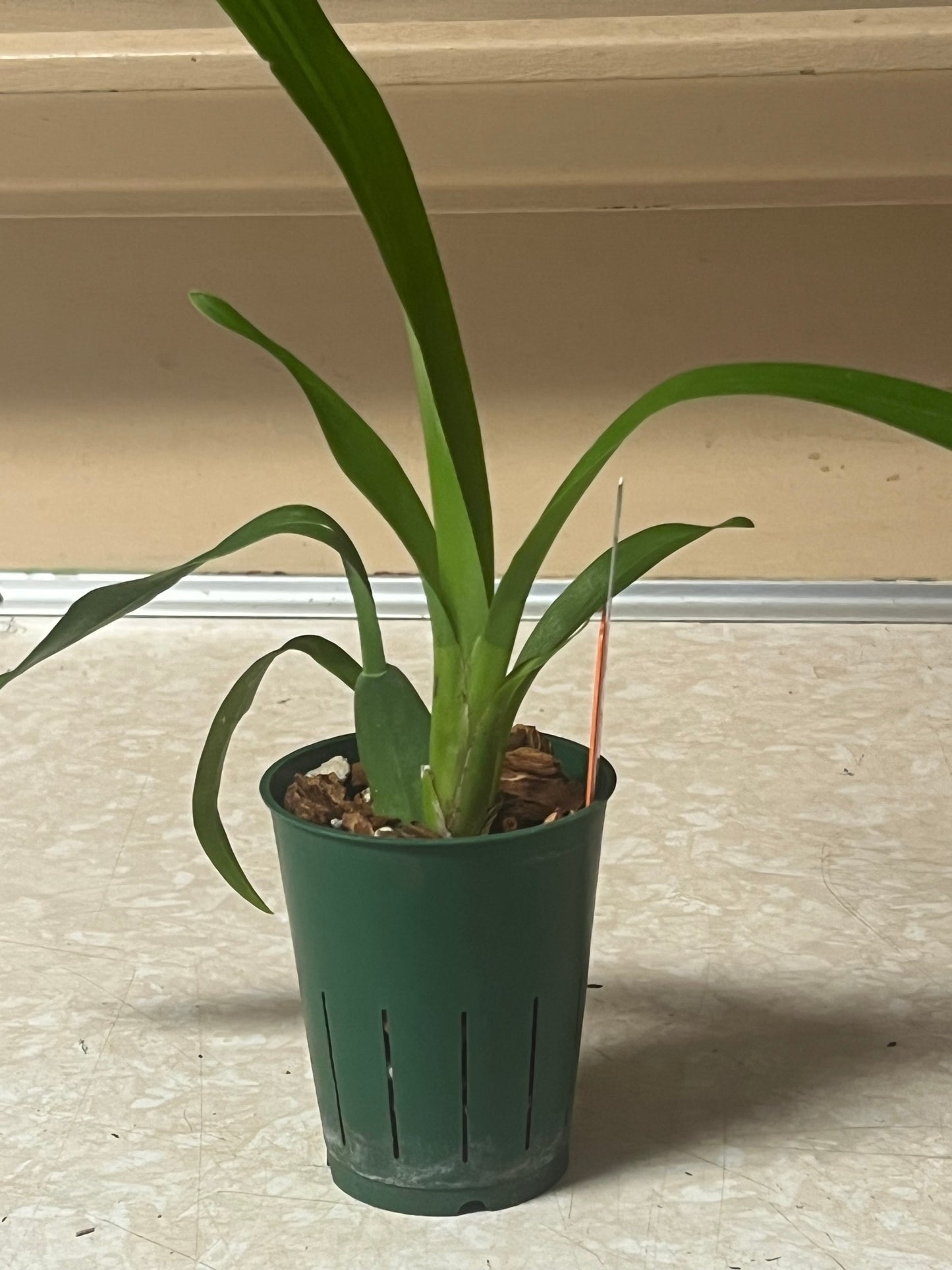 Oncidium Sharry Baby 'Sweet Fragrance'