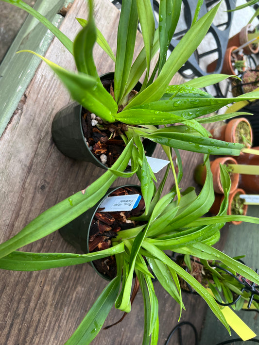 Phragmipedium Cardinale