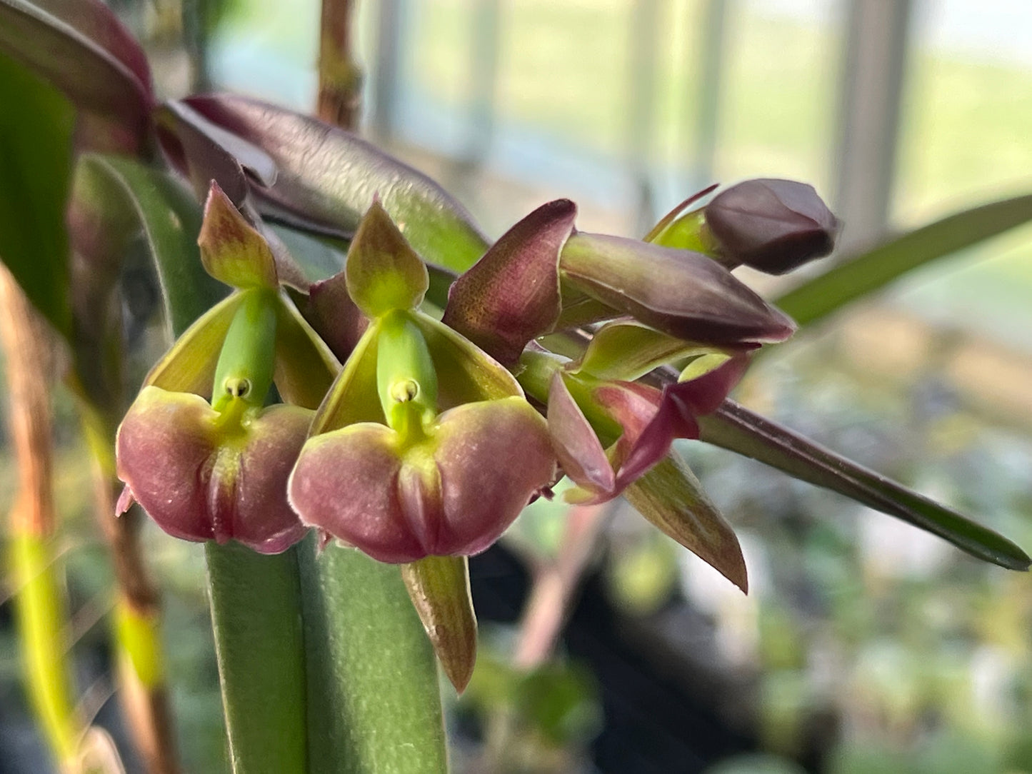 Epidendrum summerhayesii