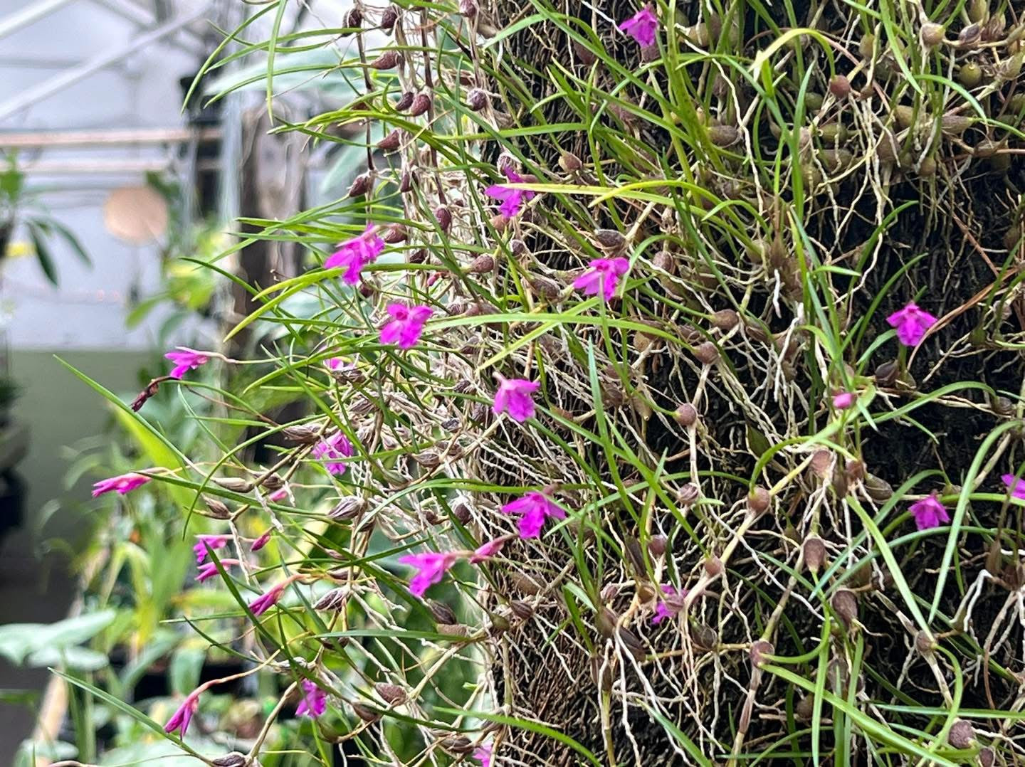 Neolauchea ( Isabella ) pulchella
