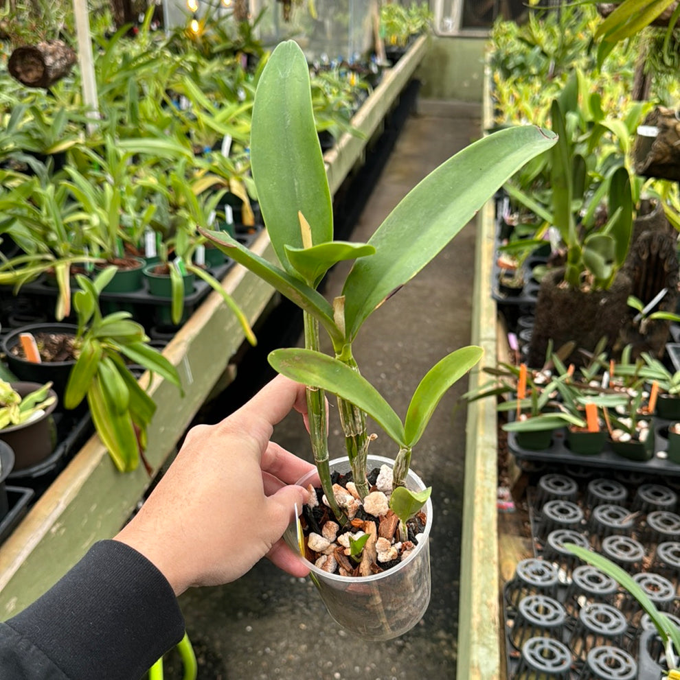 Cattleya Martina – Emerald City Orchids