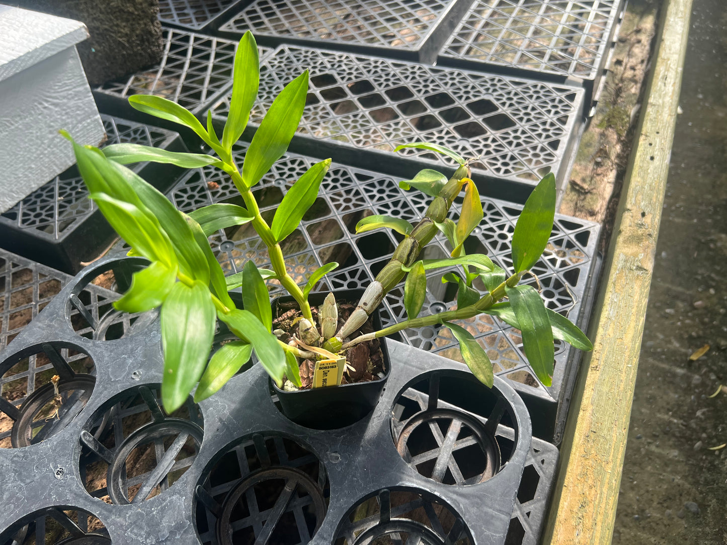 Dendrobium secundum (alba x 'red')