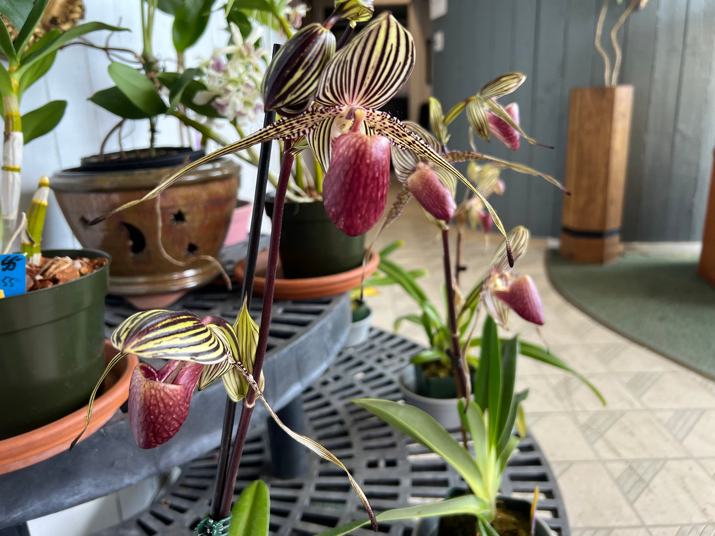 Paphiopedilum rothschildianum