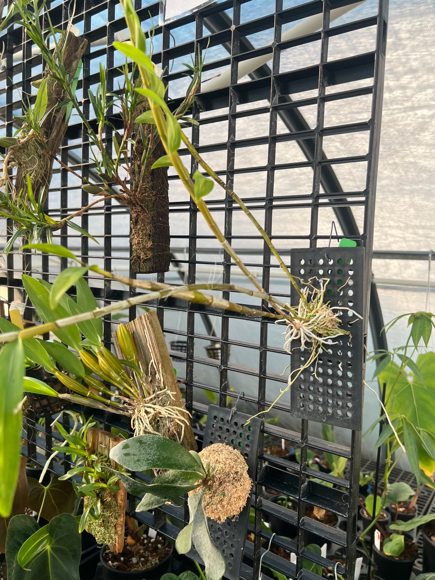 Dendrobium fimbriatum