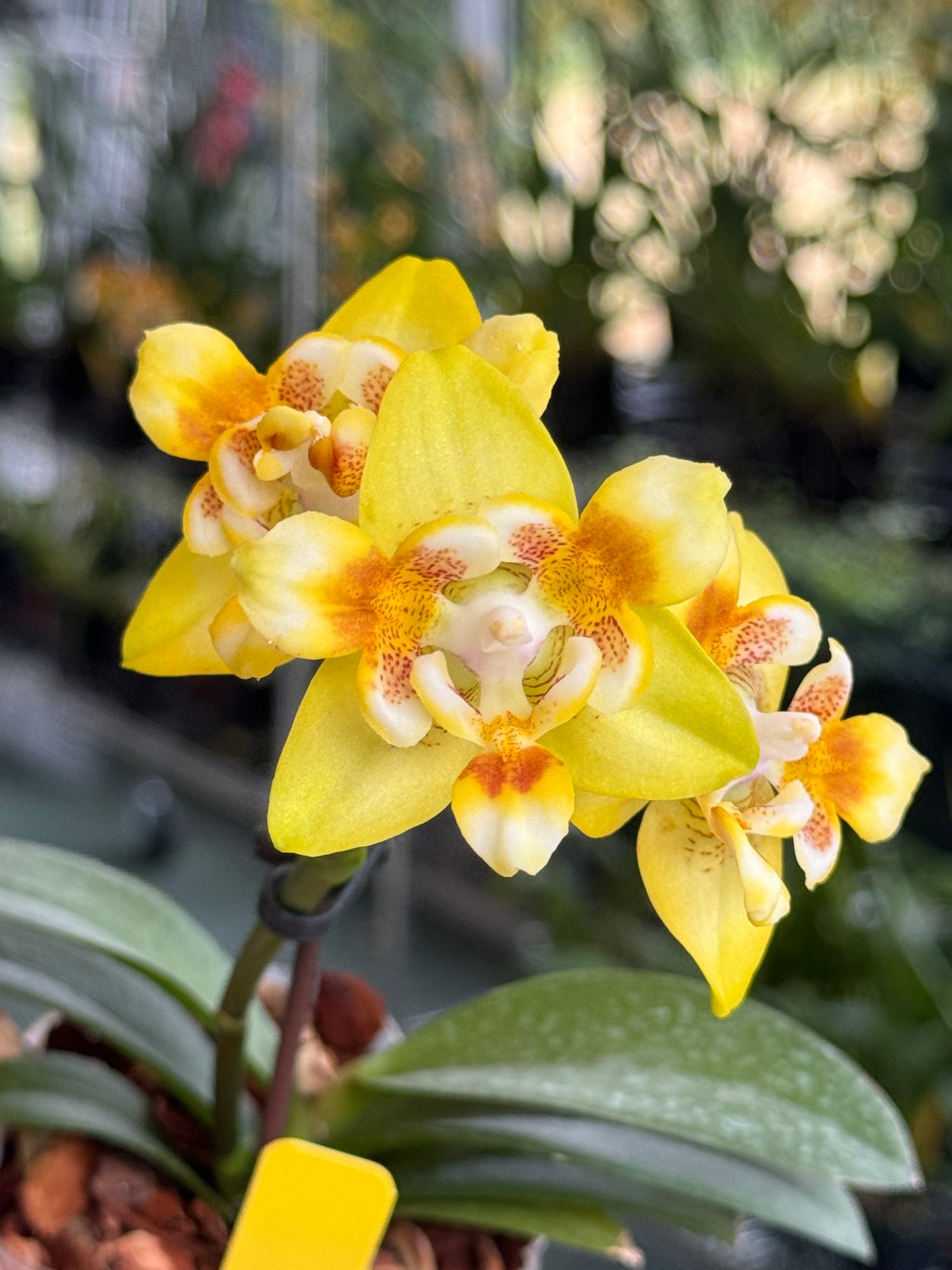 Phalaenopsis Norman’s Yellow Batman (MC)