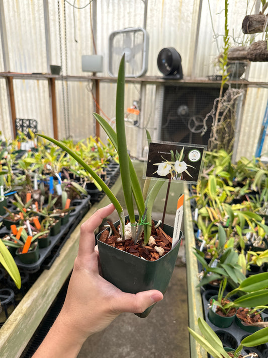 Brassavola Jimminey Cricket