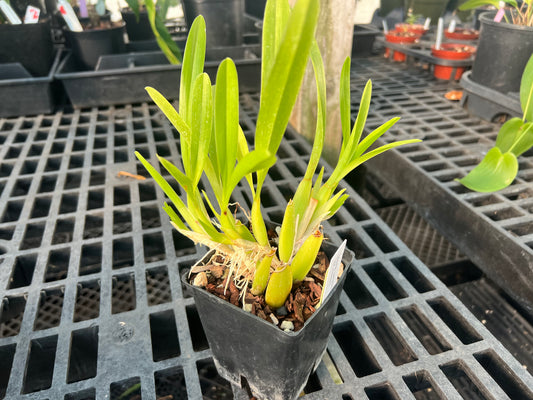 Miltonia moreliana (spectabilis)