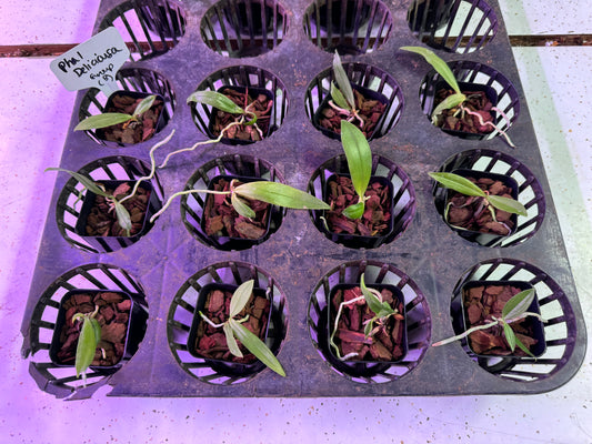 12-Pack Phalaenopsis deliciosa (Group B)