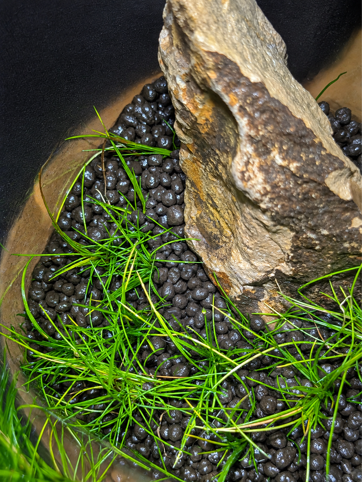 Iwagumi Terrarium Workshop