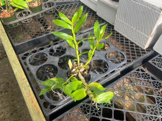 Dendrobium secundum (alba x 'red')
