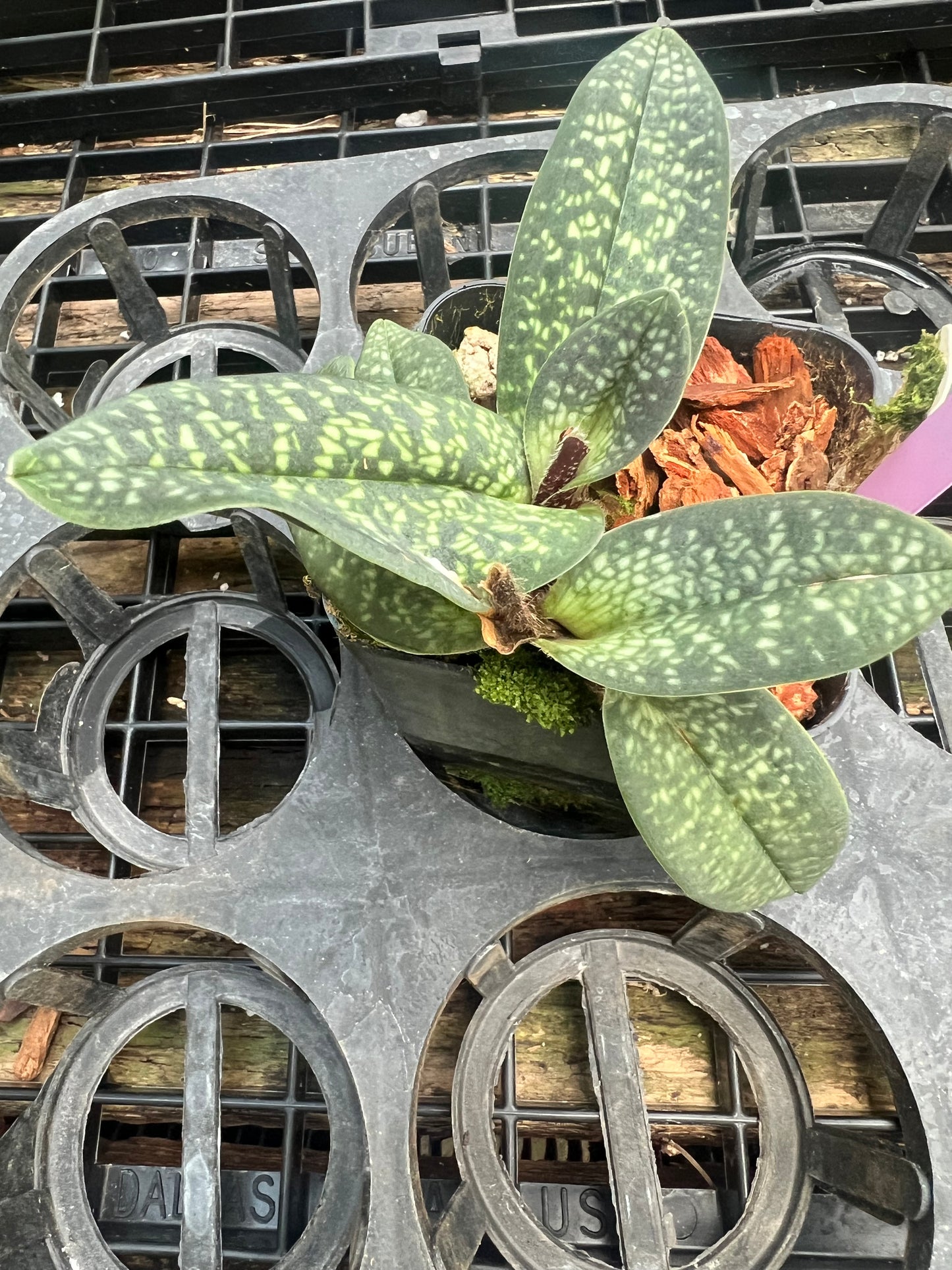 Paphiopedilum Magic Lantern
