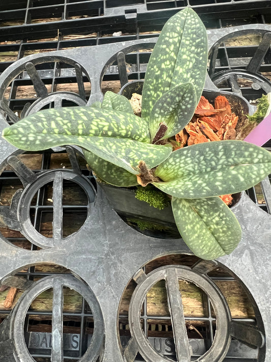 Paphiopedilum Magic Lantern