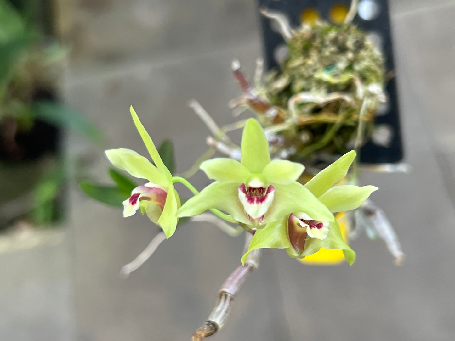 Dendrobium officinale