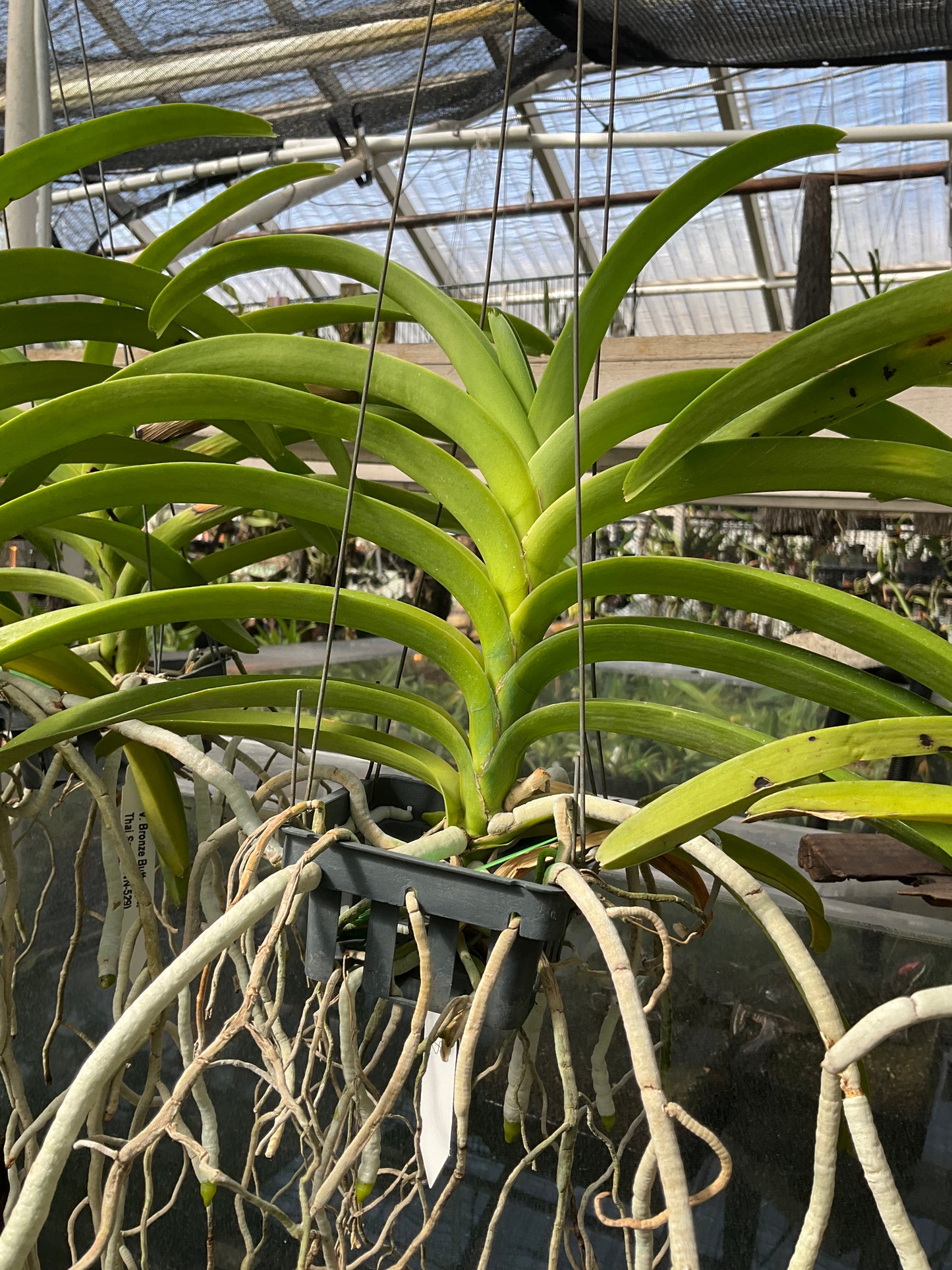 Vanda Bronze Butterfly (3.5” basket)