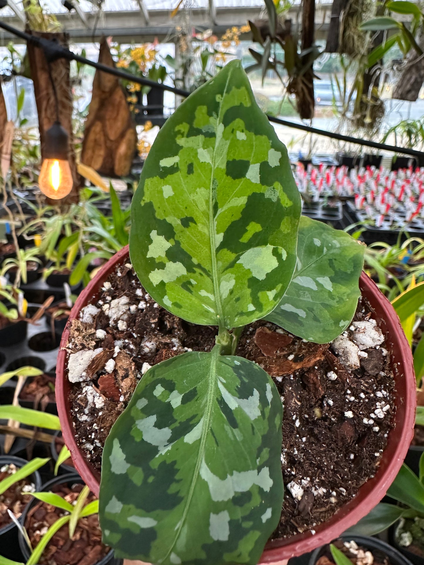 Aglaonema Pictum tri-color
