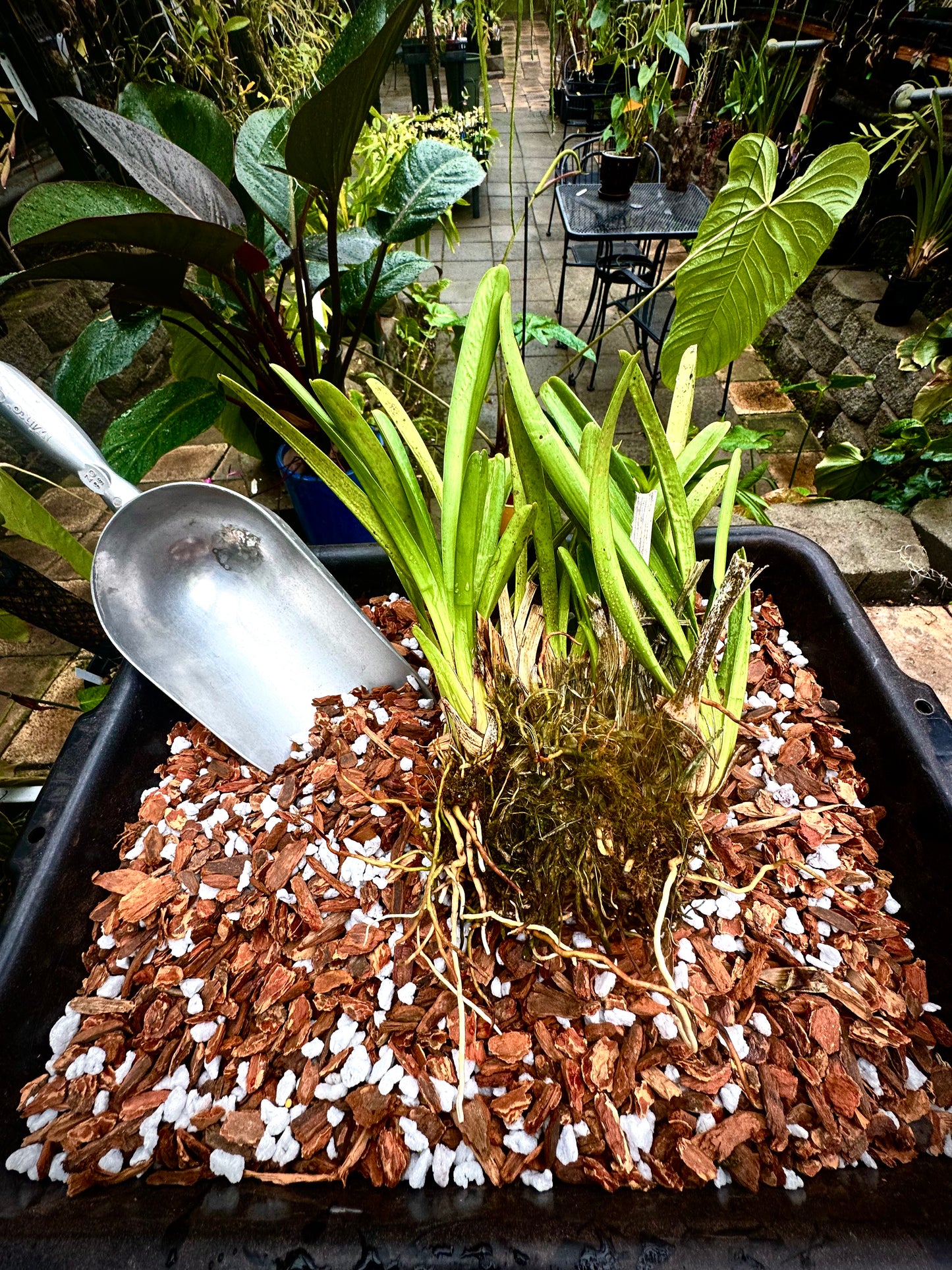 Orchid Class 101 January 11 (1-3pm)