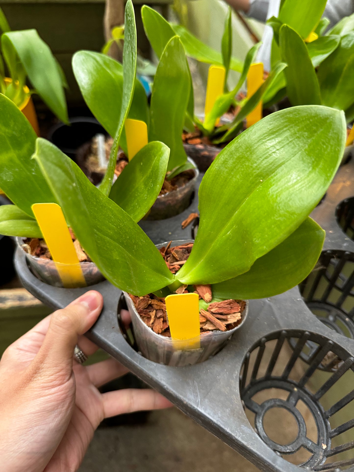 Phalaenopsis Yaphon Gelacea (MC)