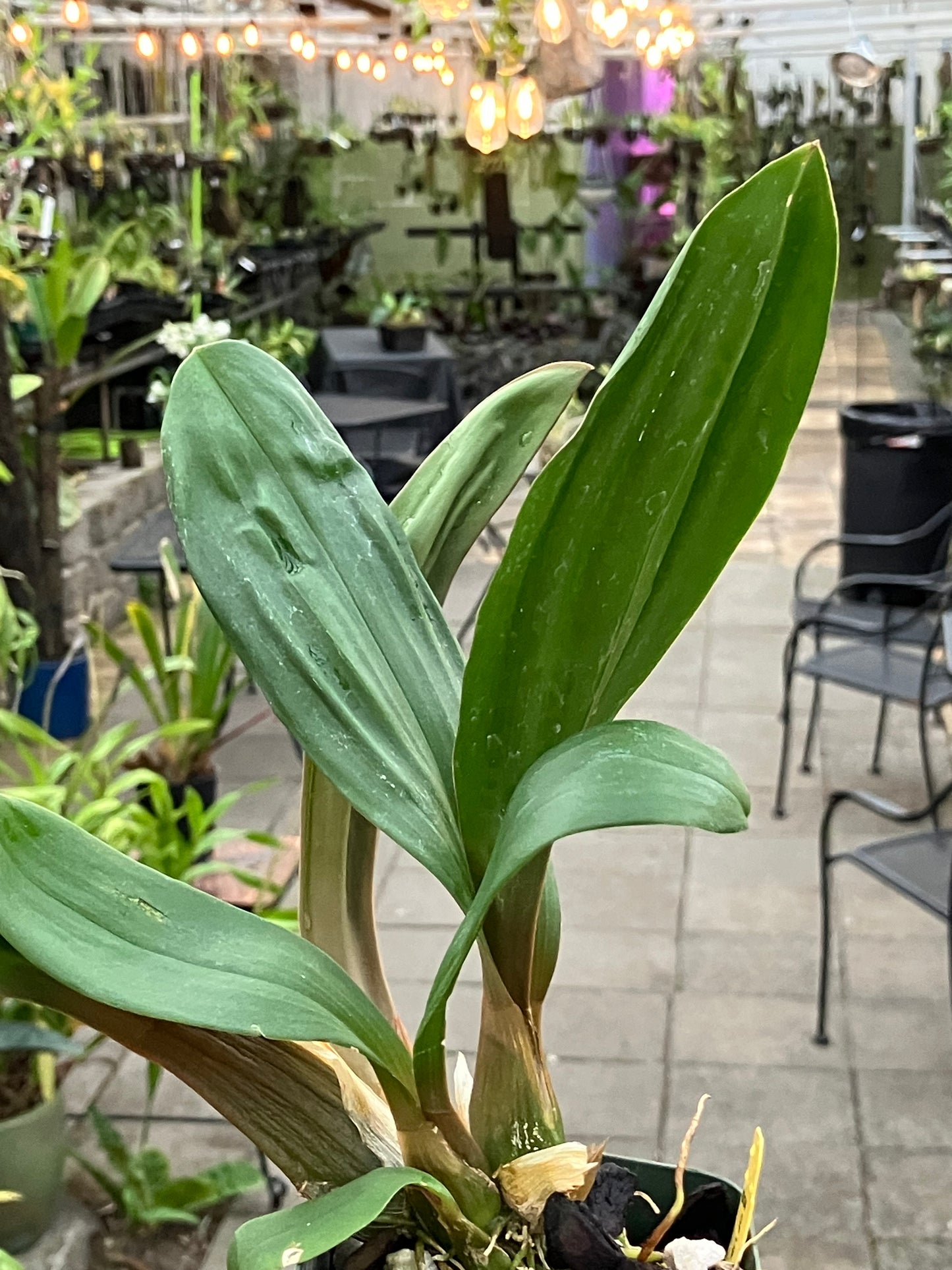 Liparis Nutans 'H.S'