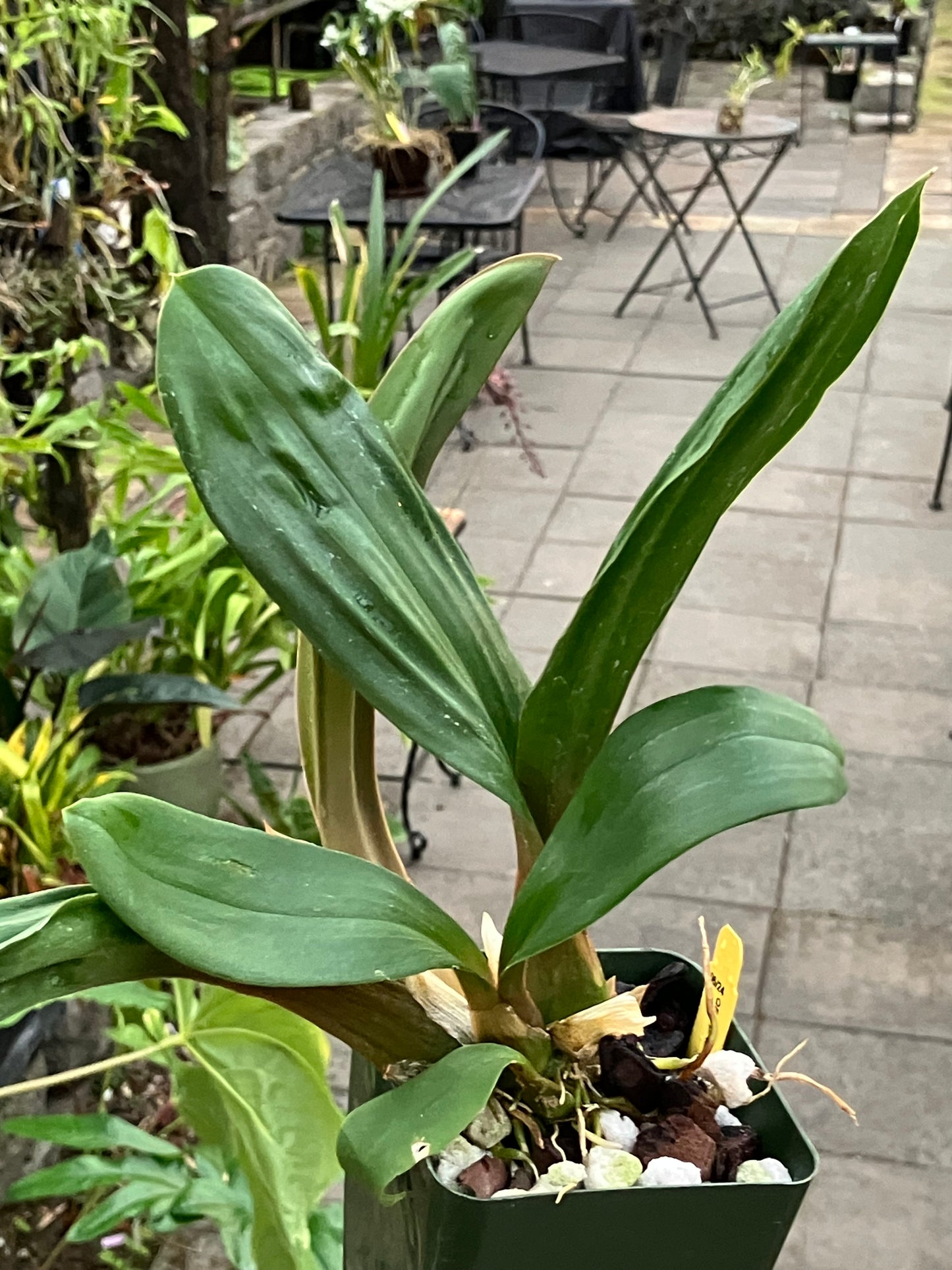 Liparis Nutans 'H.S'